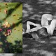Black-and-white photo of a couple lying in the grass with a color photo of flowers overlaying it