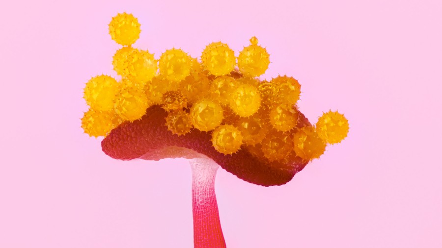 A close view of part of a flower