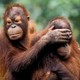 an orangutan covers the eyes of another orangutan from behind