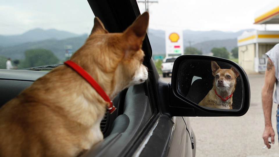 A dog stares at its own reflection in a car mirror.