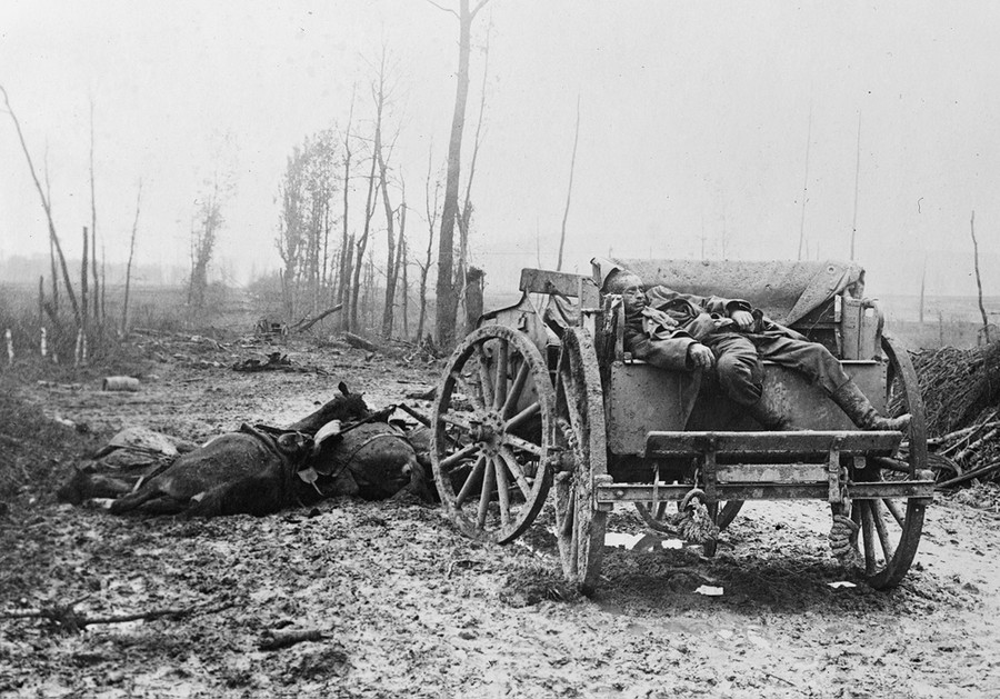 World War I In Photos Animals At War The Atlantic