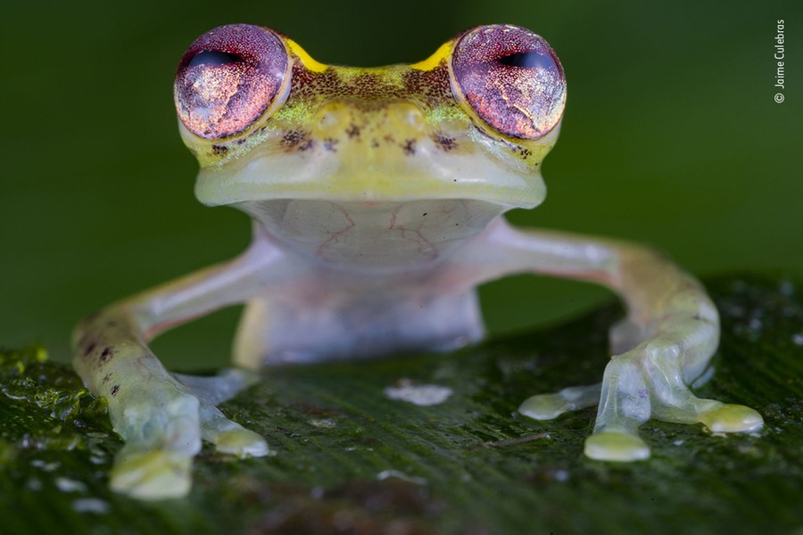 A very close view of a small frog with large eyes.