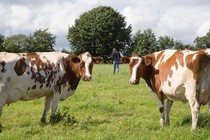 Cows in a pasture.