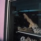 Photograph of an alligator skull