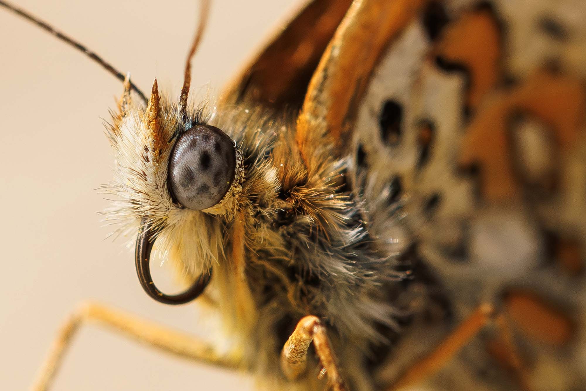 A close view of the head of a butterfly