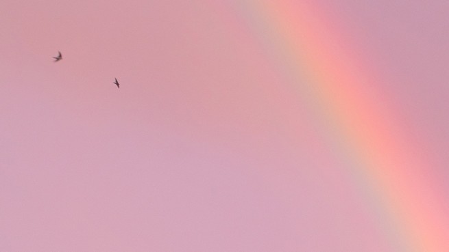 Blurred rainbow against pink sky background with two birds flying