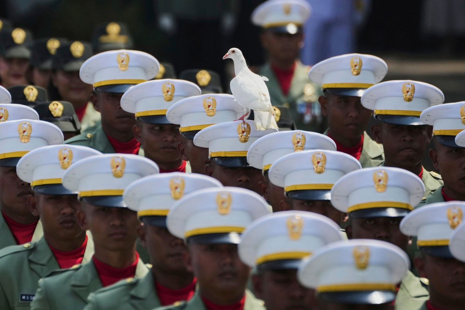 A dove perches on the hat of one of many soldiers in dress uniform.