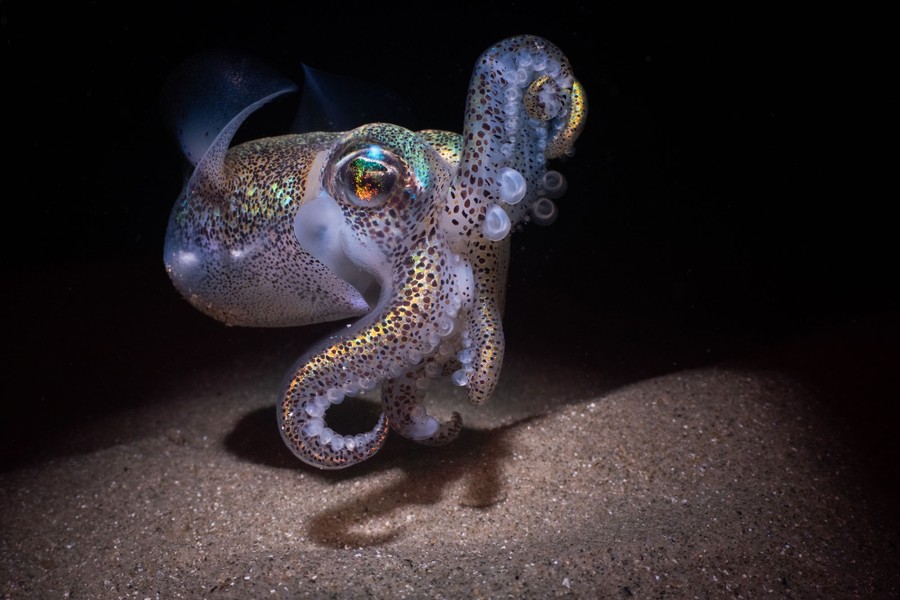 A small squid swims near a beach.