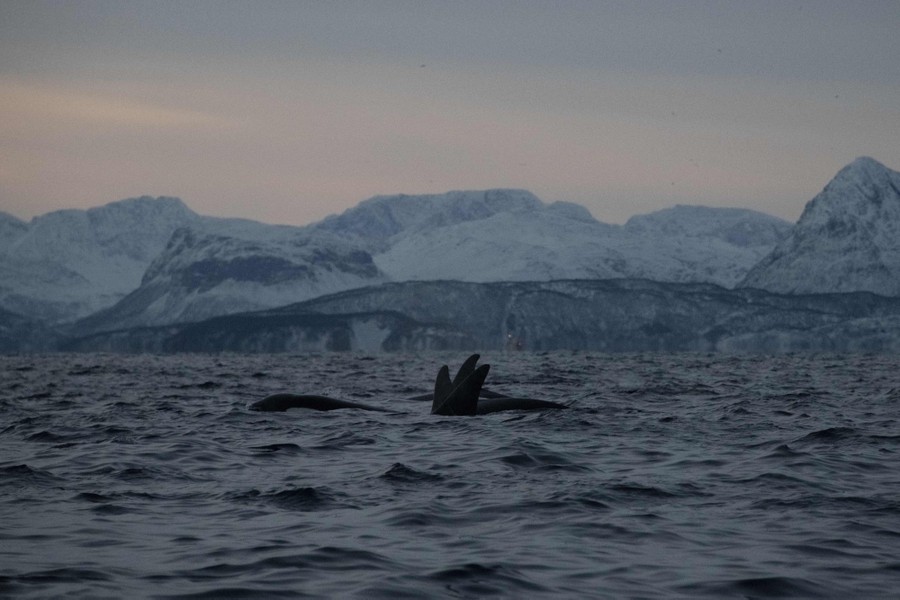 Several orcas swim together in a fjord.