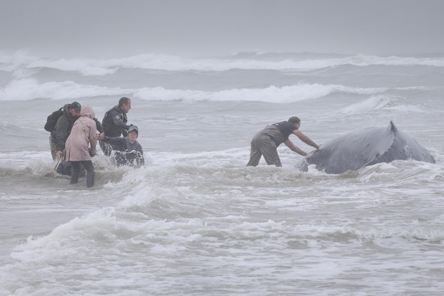 GKS-251116-Humpback-19.jpg