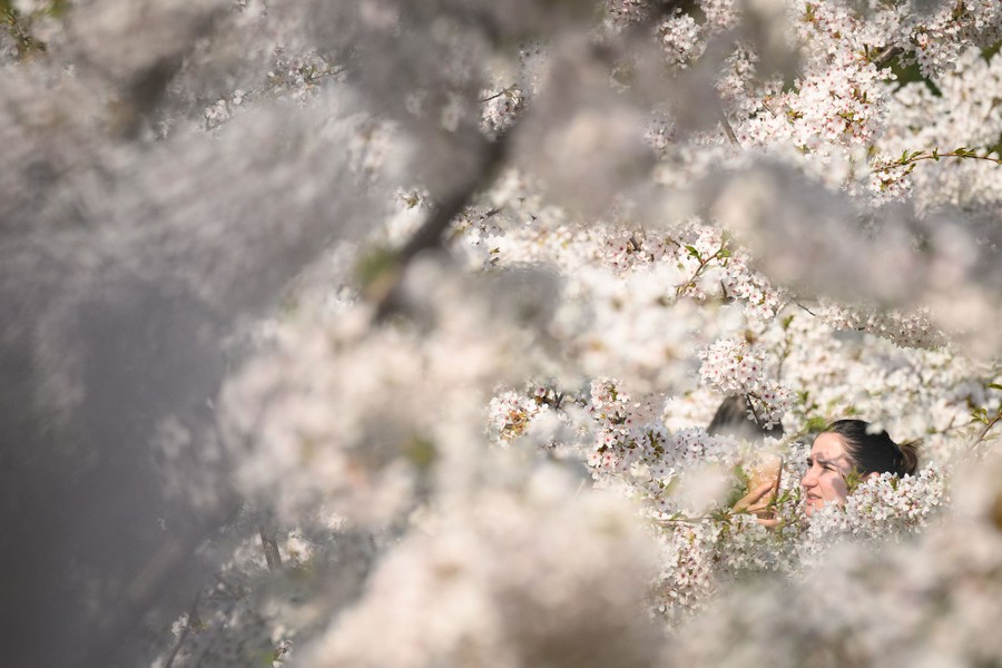 A woman's face is framed by many branches of blossoming trees.
