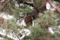 Flaco perched in a tree, majestic.