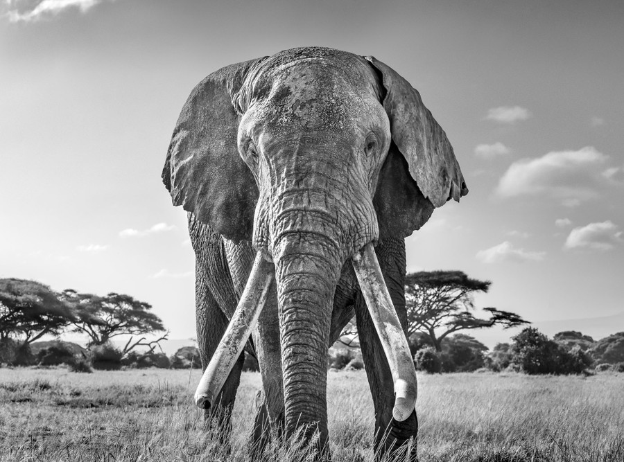 A large elephant walks toward the photographer.
