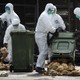 Health workers pack dead chickens into bins at a poultry market. 