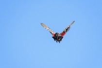 a spotted lanternfly wings through the blue sky