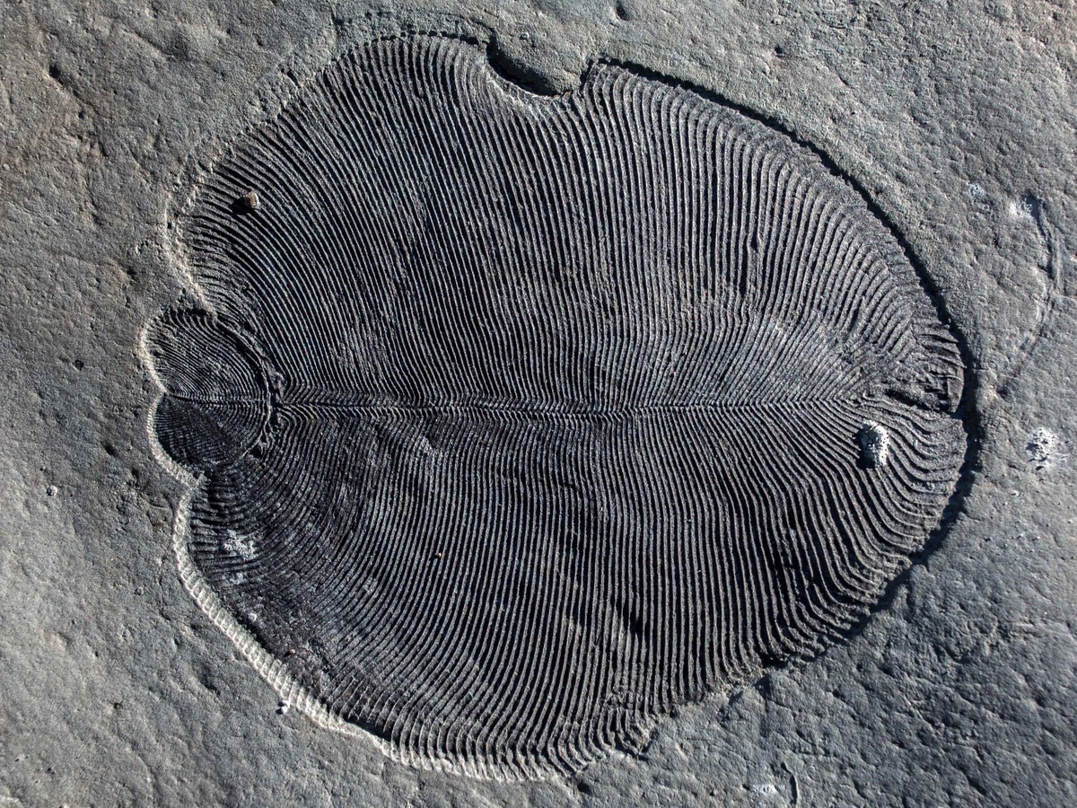 Dickinsonia Is the Oldest Known Animal, Steroids Show - The Atlantic