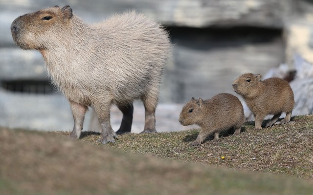 Companionable Capybaras - The Atlantic