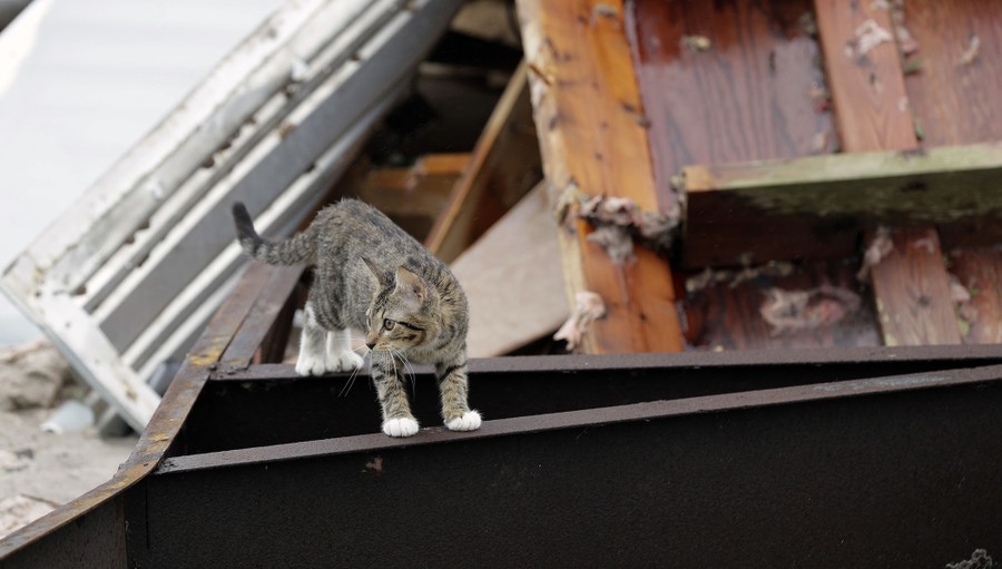 Photos: Pet Rescues in Harvey's Wake - The Atlantic