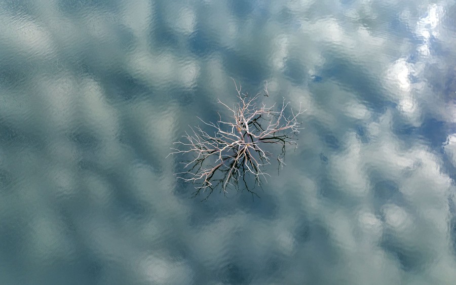 Branches of a dead tree emerge from water, seen from above.