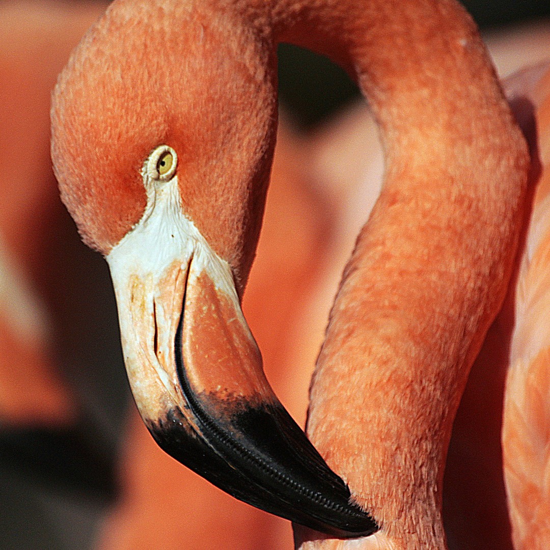 Why Flamingos Are More Stable On One Leg Than Two The Atlantic