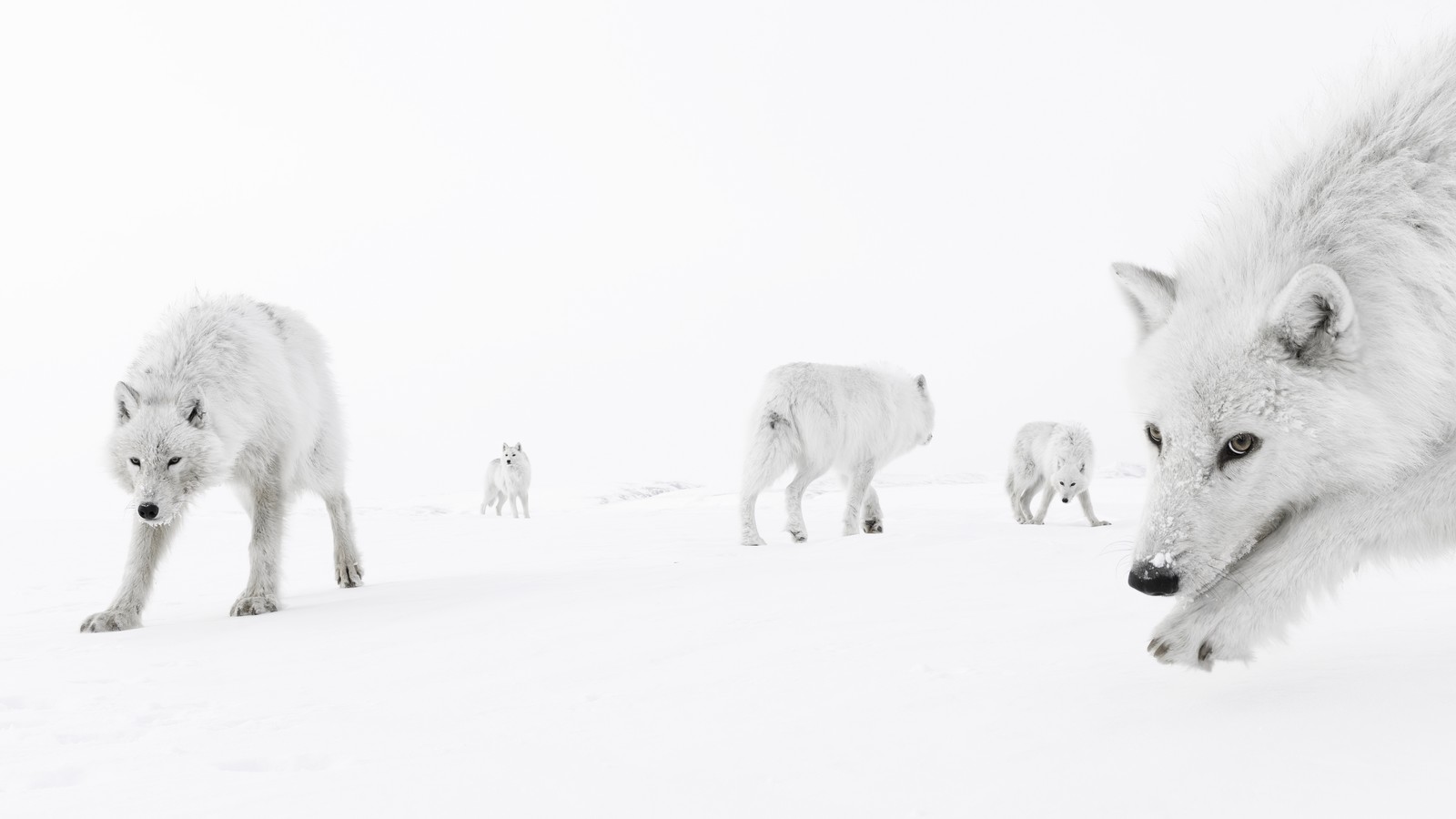 Five white wolves mill about on snow-covered ground.