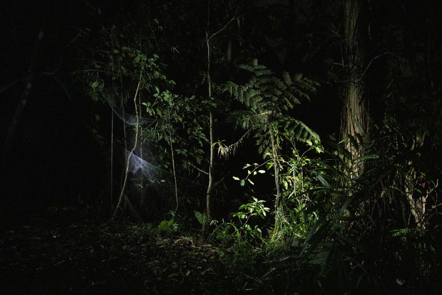 A net made from fine filaments hangs in a forest at night.