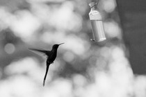 A black and white photo of a hummingbird in the air