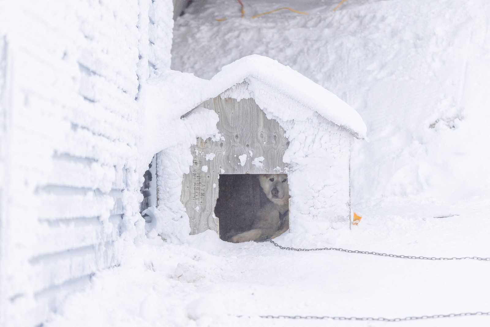 A dog shelters in its doghouse during blizzard conditions, everything covered in snow.