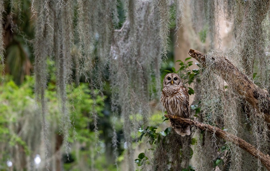 Photos: Superb Owl Sunday VII - The Atlantic