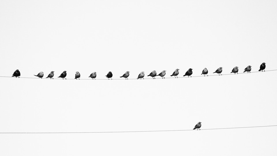 birds standing in a string, one bird alone and separated