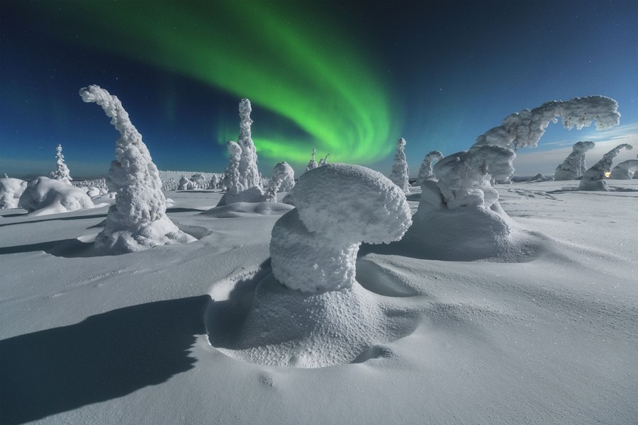 The northern lights, seen above snow-encased trees
