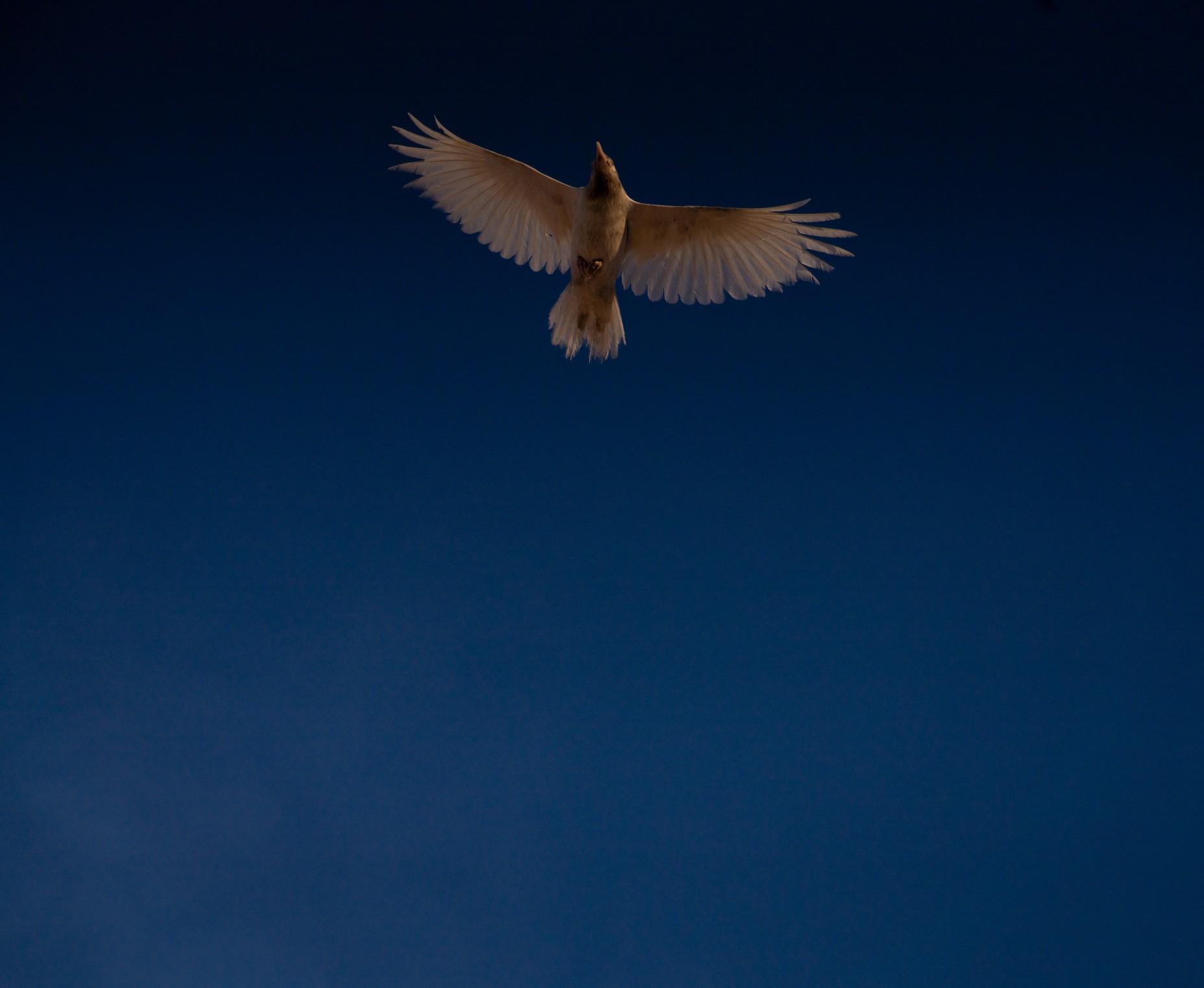 Photos: Anchorage Fell in Love With a White Raven - The Atlantic