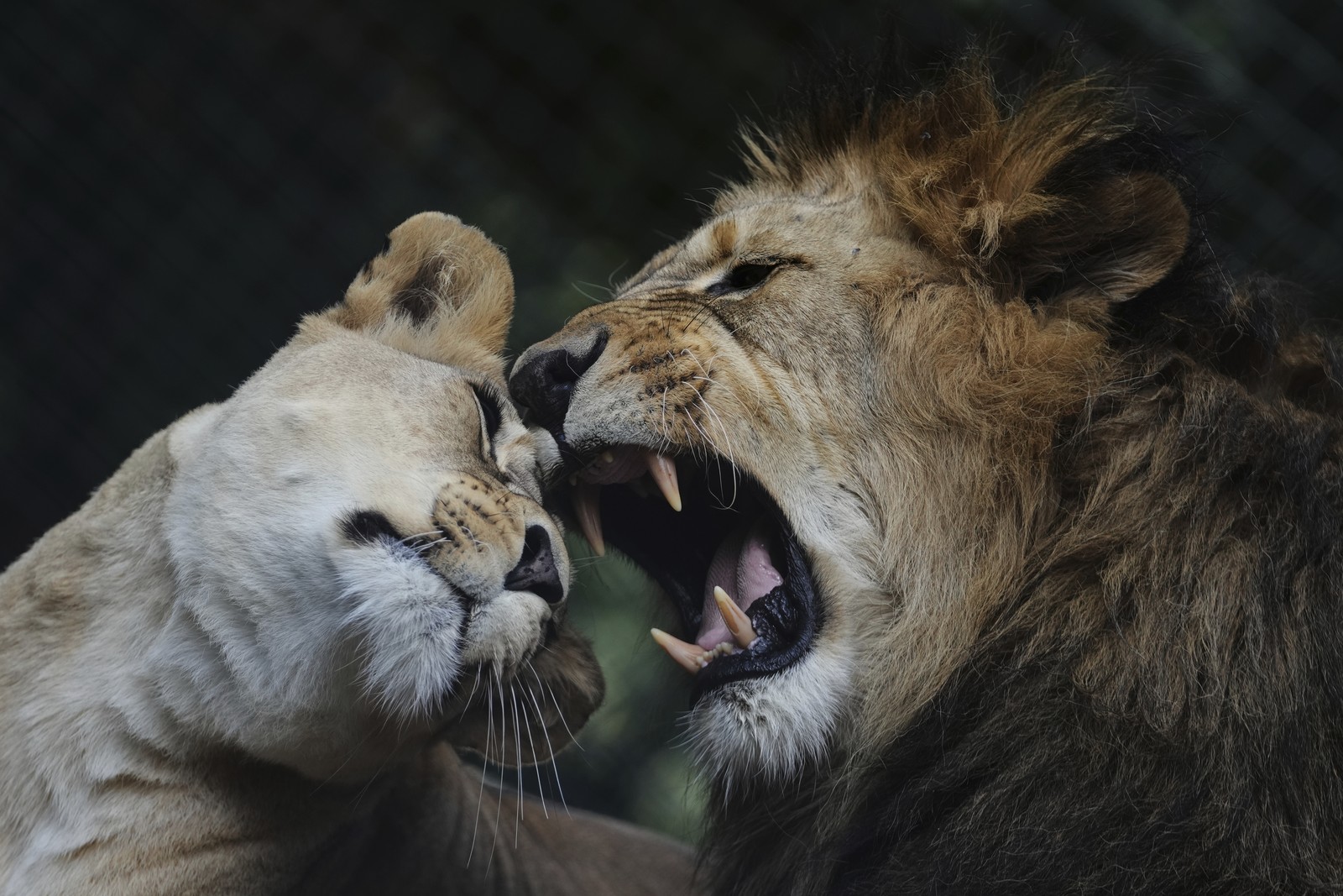 Two lions interact in their enclosure at a zoo