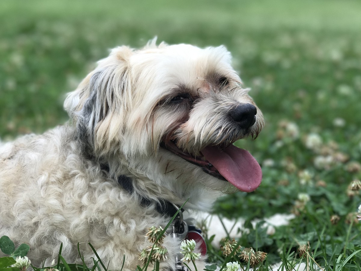 When Your Dog Dies During A Pandemic The Atlantic