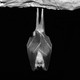 a black-and-white photo of a bat hanging in a cave