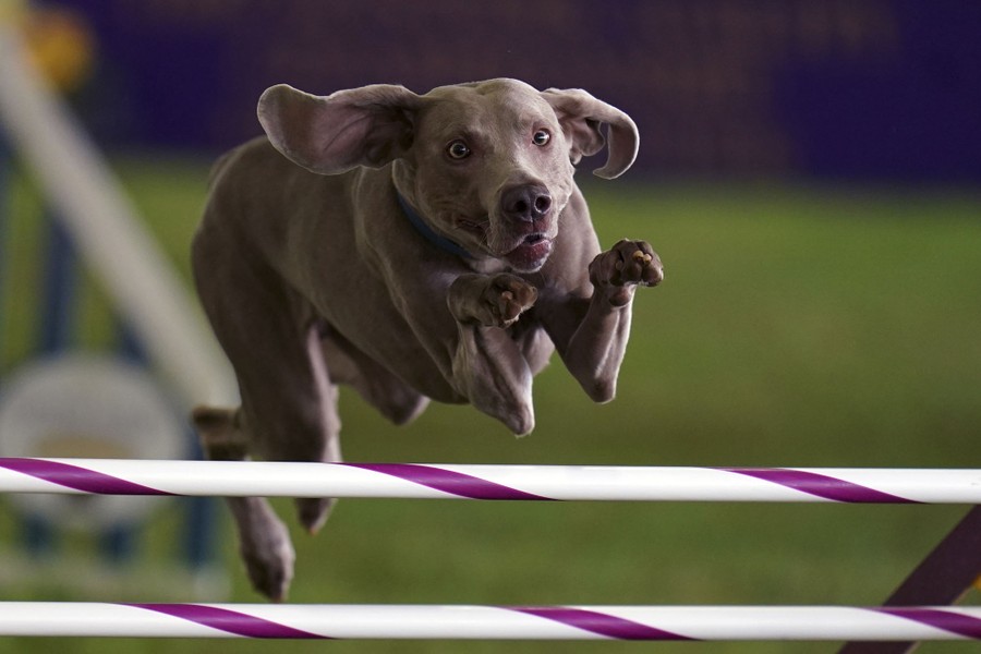 A dog leaps over an obstacle.