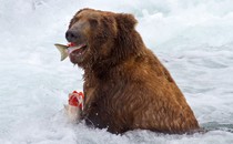 A bear eating fish