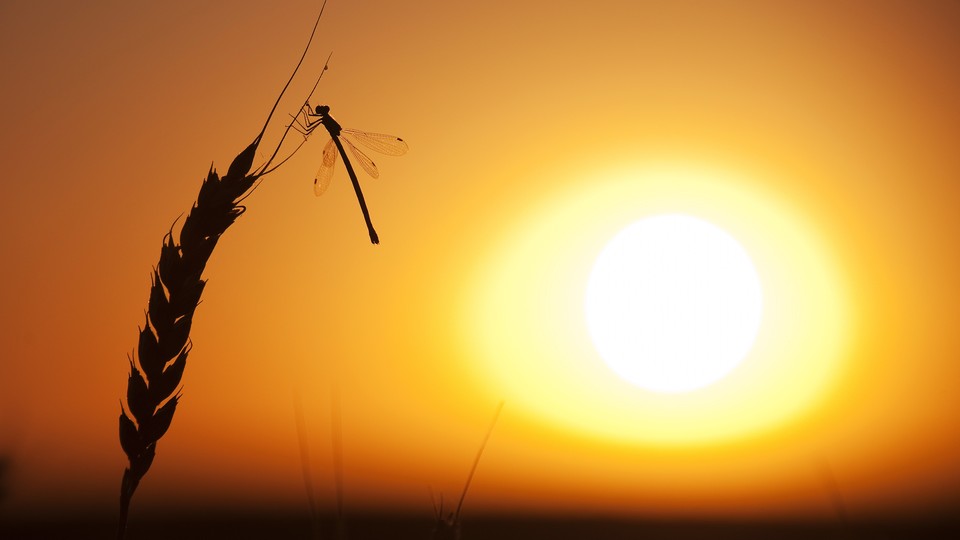 A dragonfly in the sunset