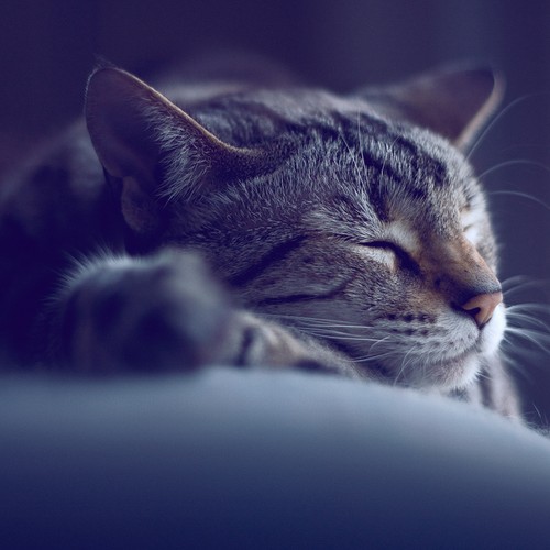 Why Some People Respond To Stress By Falling Asleep The Atlantic