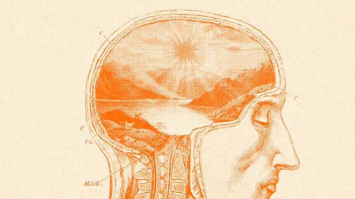 human skull with image as brain