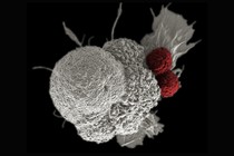 One large white cancer cell being attacked by two smaller red T cells 