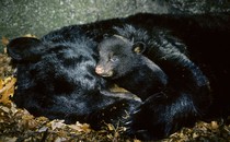 A hibernating mother bear and her three-month-old cub