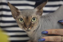 A hairless cat held by a person with bright blue nail polish