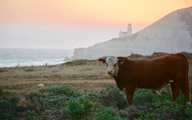 A cow at the Jack and Laura Dangermond Preserve in view of a lighthouse