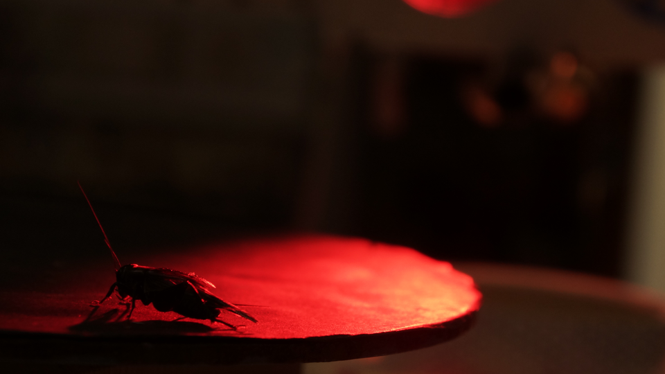 A silhouette of a cricket under a red light