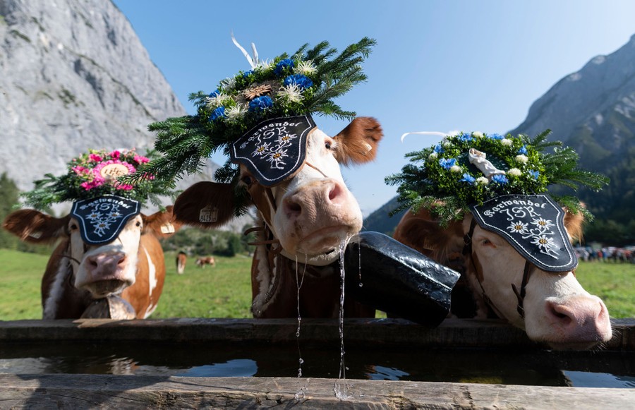 Animals In The News The Atlantic
