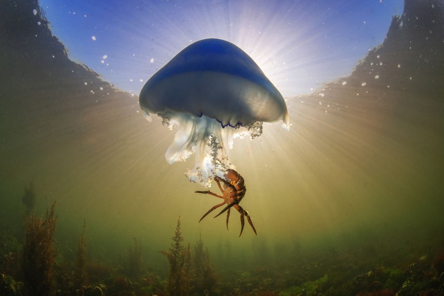 A small crab hangs from the bottom of a jellyfish, photographed underwater.