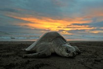 A sea turtle on a beach