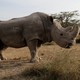 Sudão, o rinoceronte, já falecido