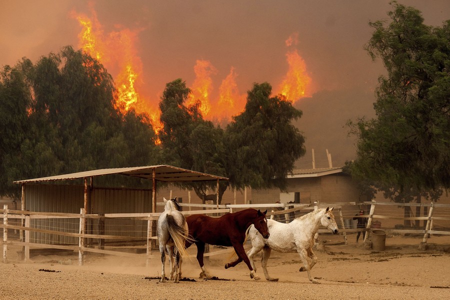 Several horses run inside their corral as a wildfire burns on the hillside above.